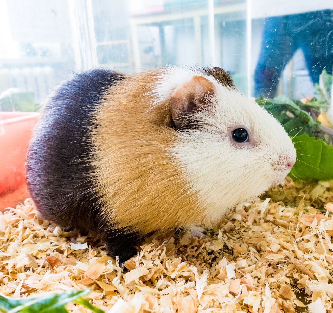 Dwarf hamster petsmart best sale