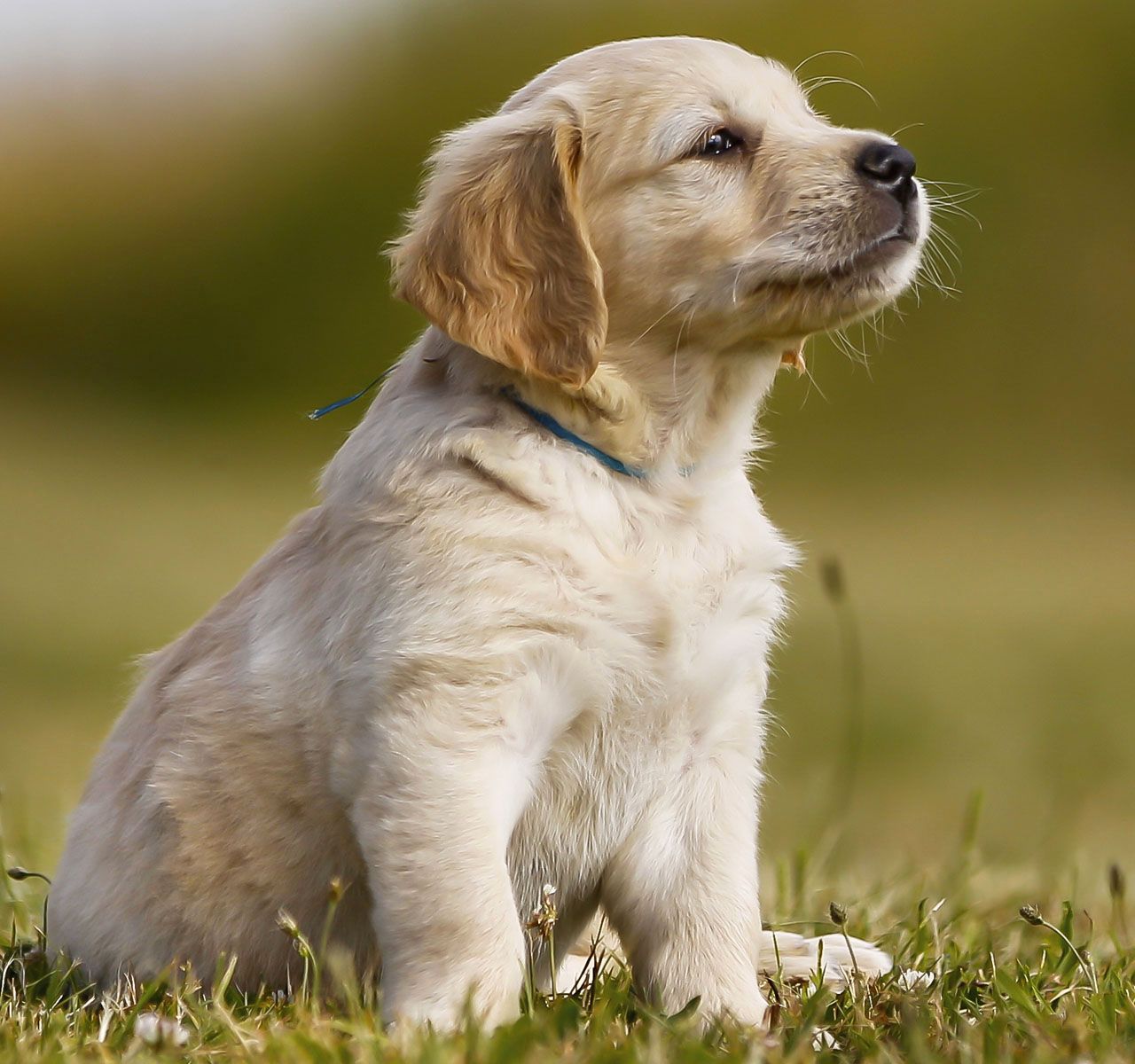 Puppy Vaccinations: When to Get Them and Why