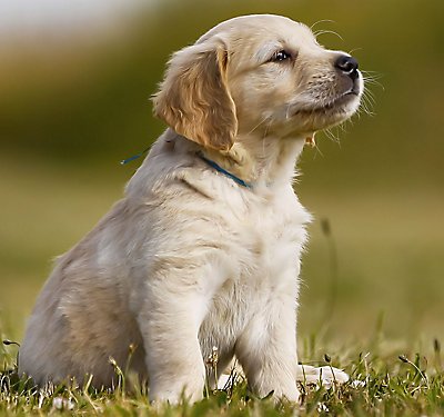 Unleashing the Secrets of Puppy Behavior