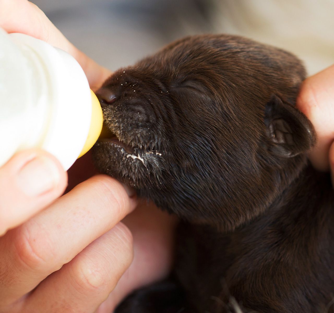 puppy teething gel petsmart