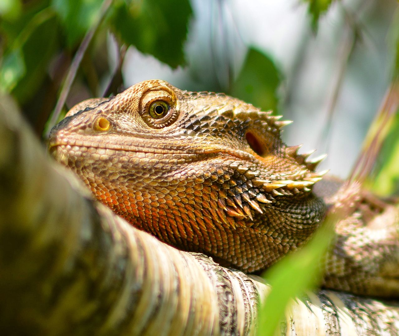 Petsmart deals bearded dragon