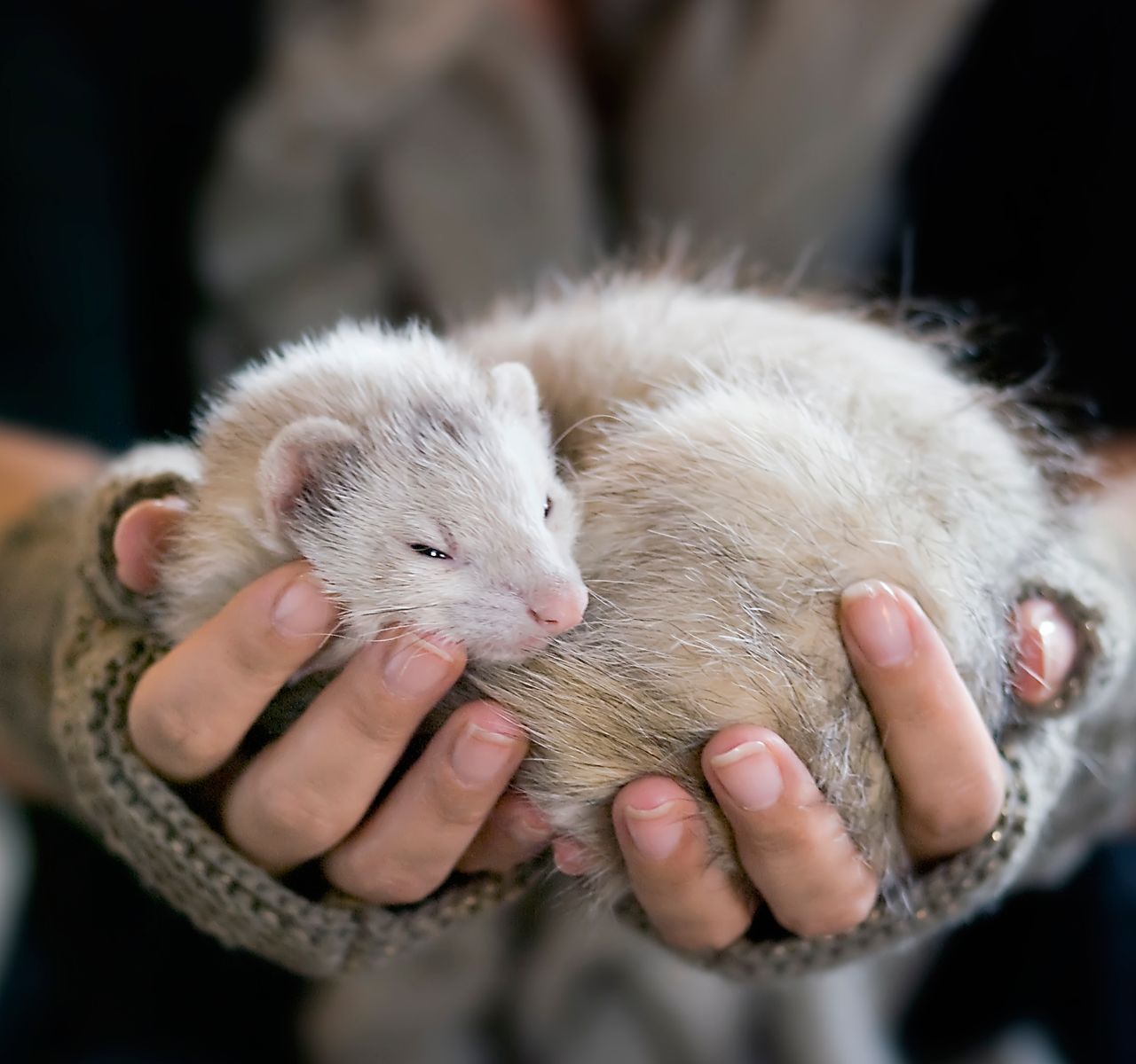 adopting a hamster from pets at home