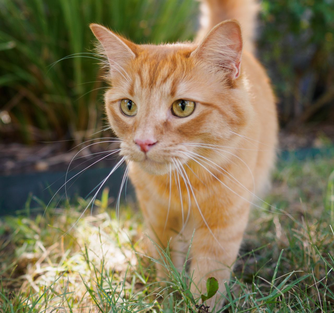 The Differences Between Natural and Organic Cat Food