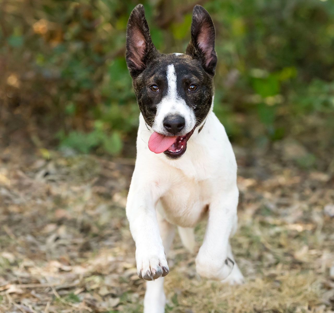 dog tooth scaler petsmart