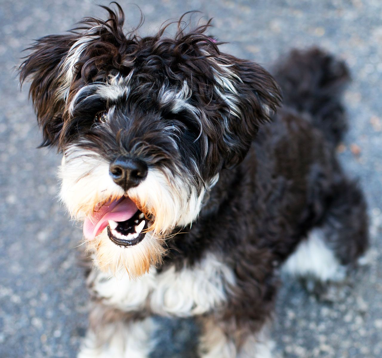 how do you detangle a dogs hair naturally