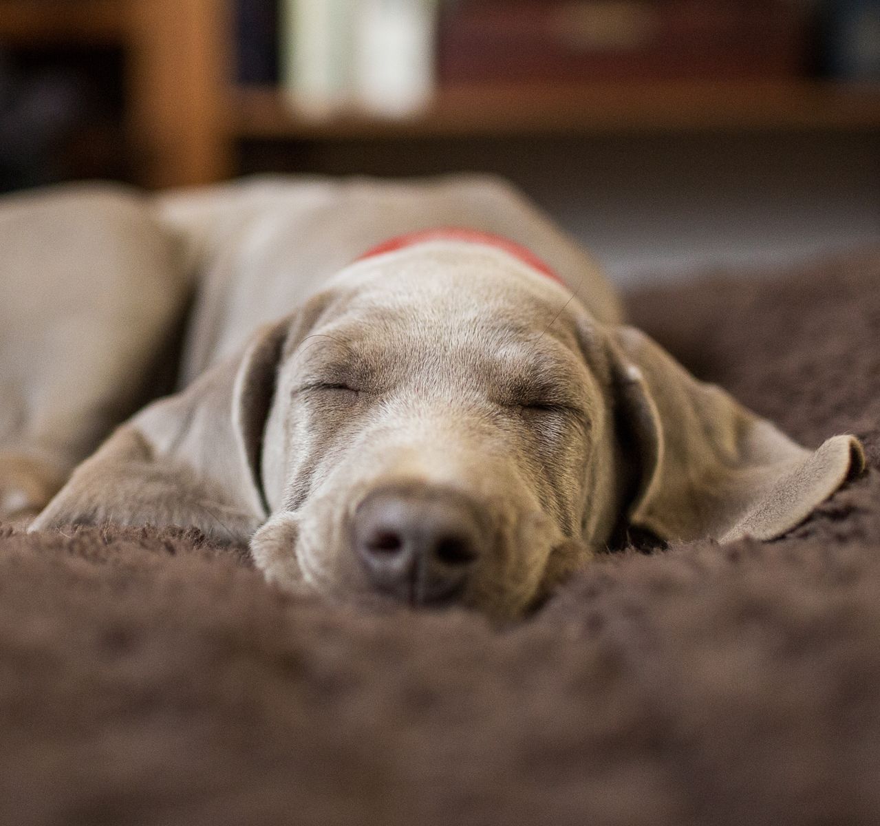 How to Choose the Best Dog Bed