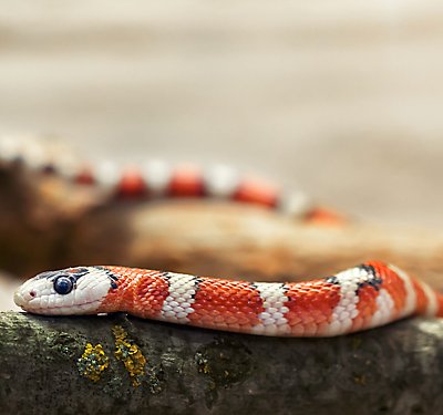 The Most Popular Types of Pet Snakes