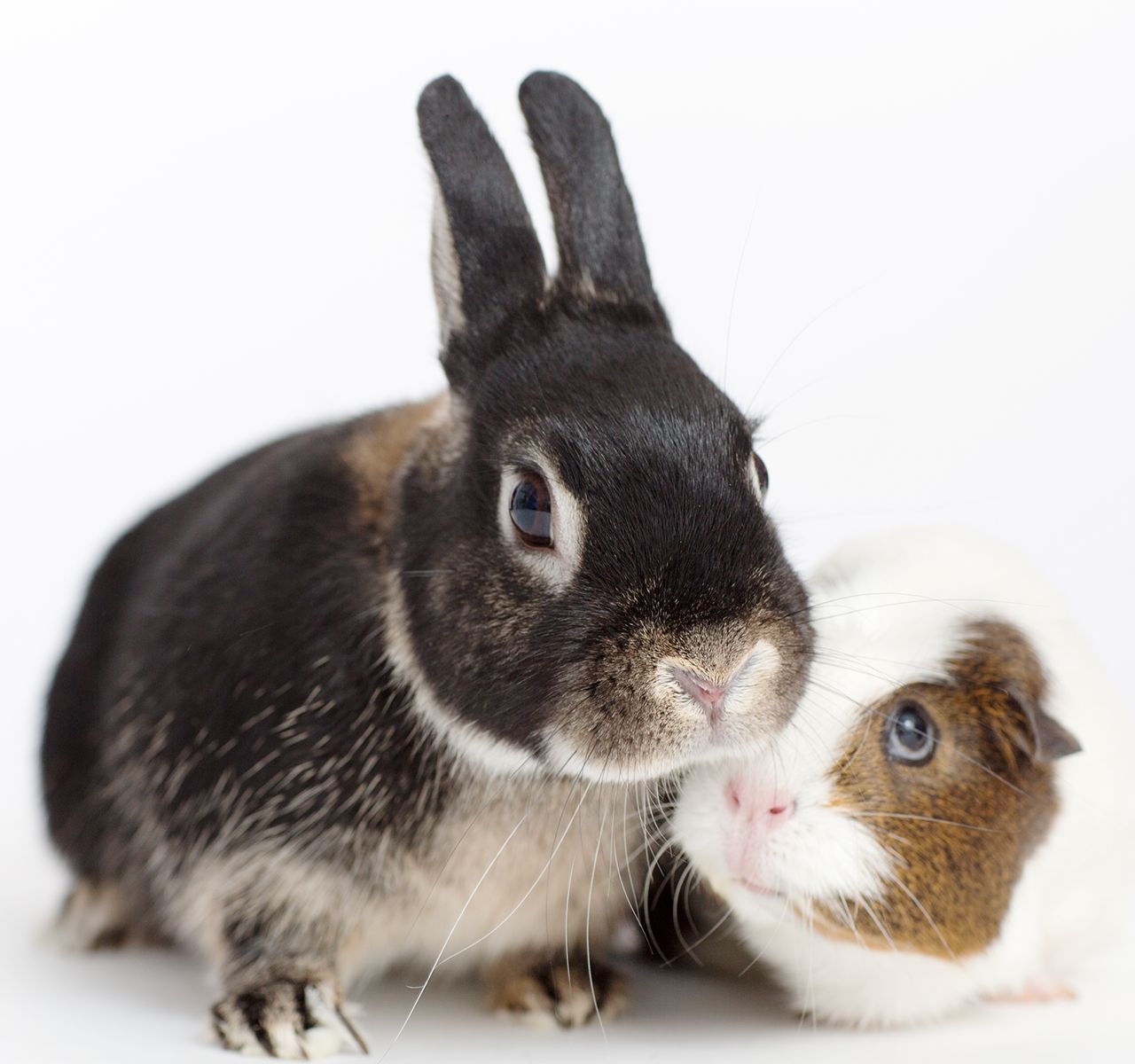 petsmart chinchilla cage