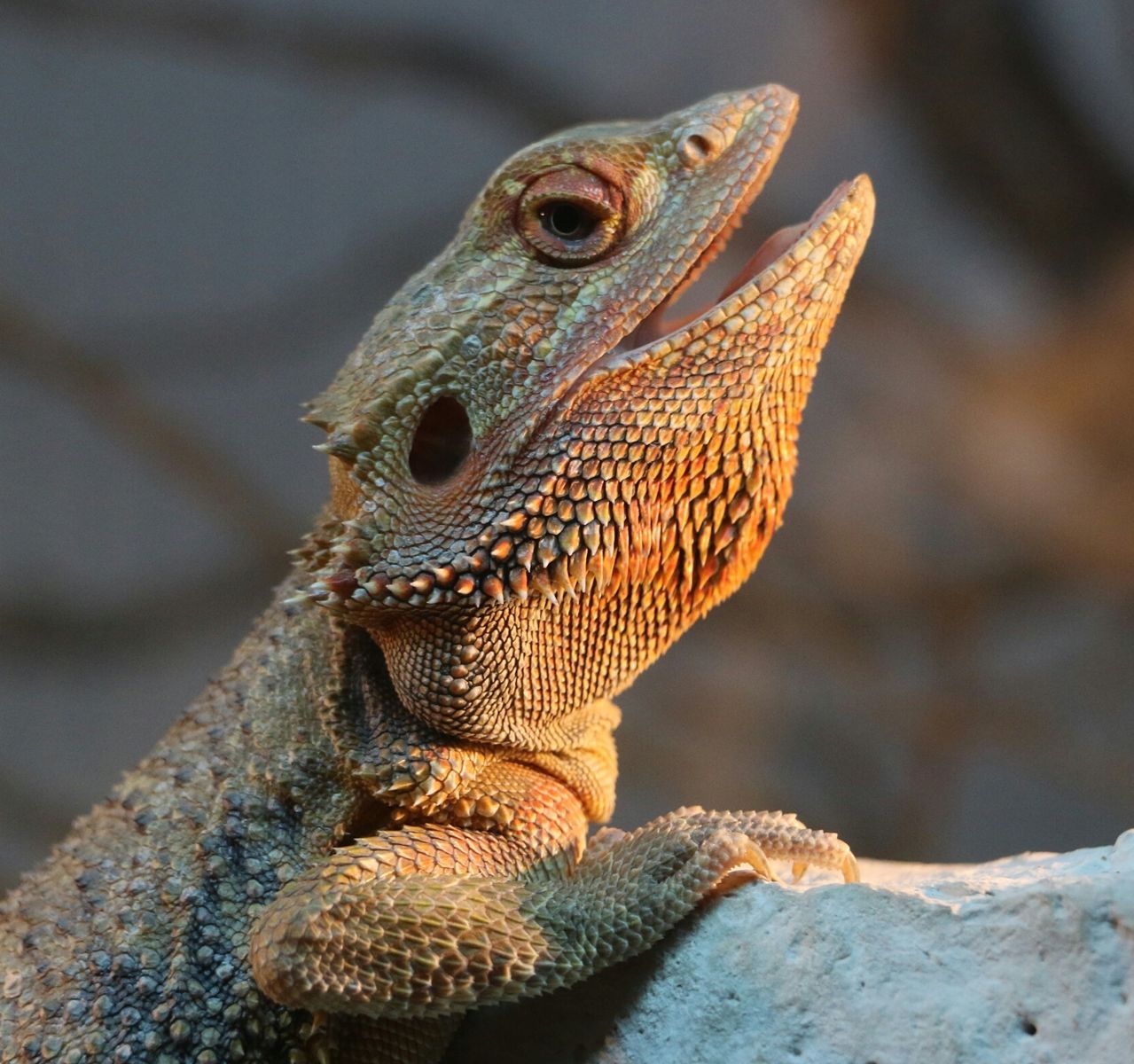 Petsmart best sale lizard food