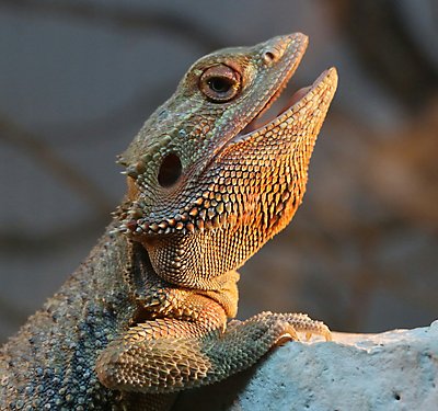 What Should I Feed My Bearded Dragon?