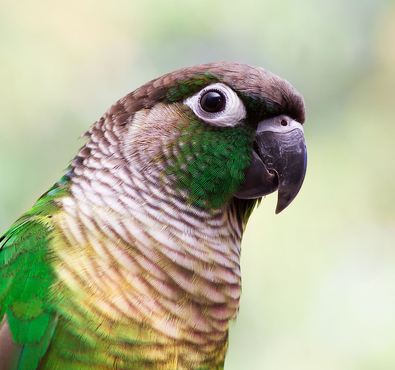 Parrot store price petsmart