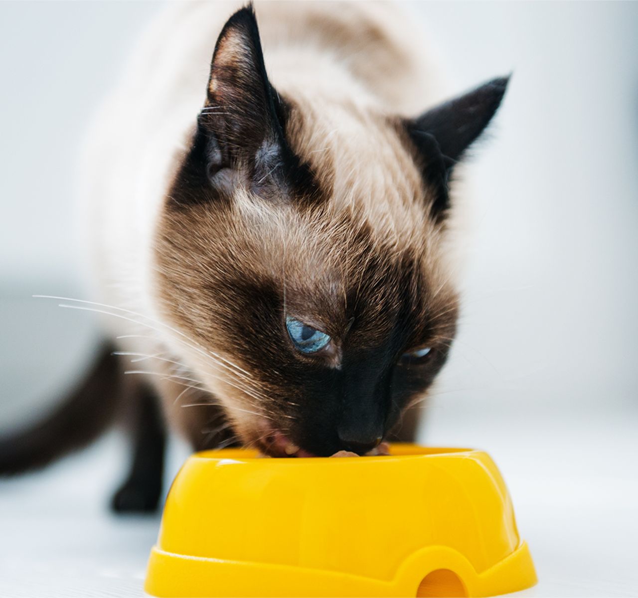 How to Choose the Right Cat Food