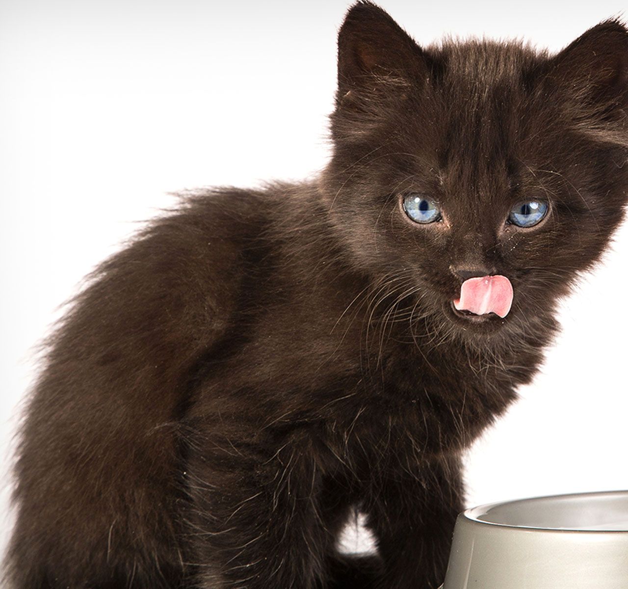 First round of kitten clearance shots