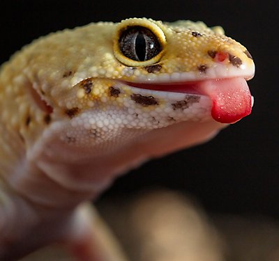 What Should I Feed My Leopard Gecko?