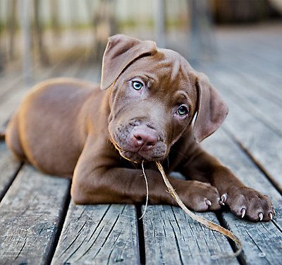 4 Tips for Choosing the Best Puppy Food