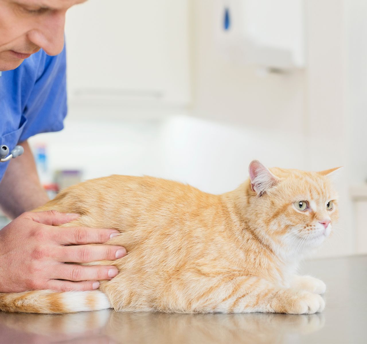 petsmart cat shots