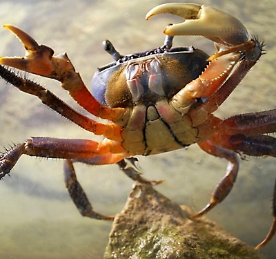 What to Feed Pet Snails, Shrimp, Lobsters and Crabs