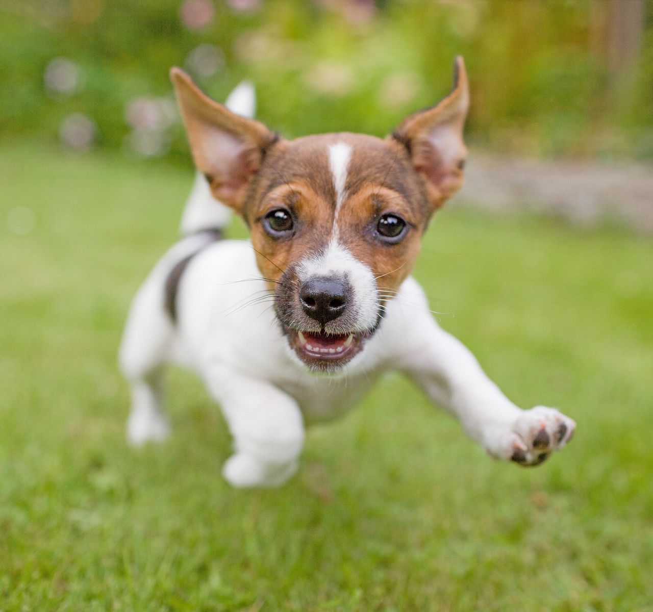 Puppy Vaccinations: When to Get Them and Why | PetSmart