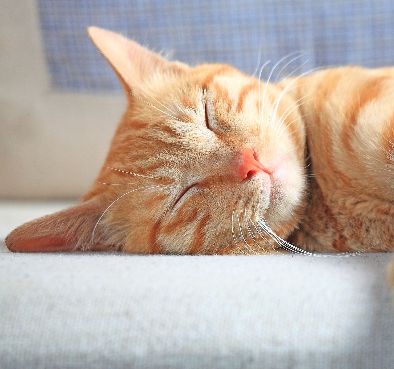 petsmart cat grooming