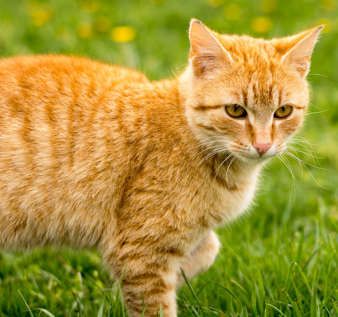 Why Is My Cat Eating Grass?