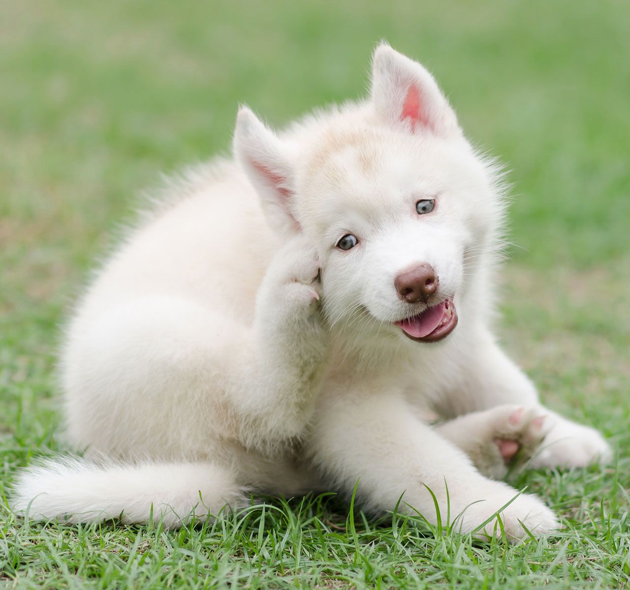 Why Is My Dog Scratching His Ears?