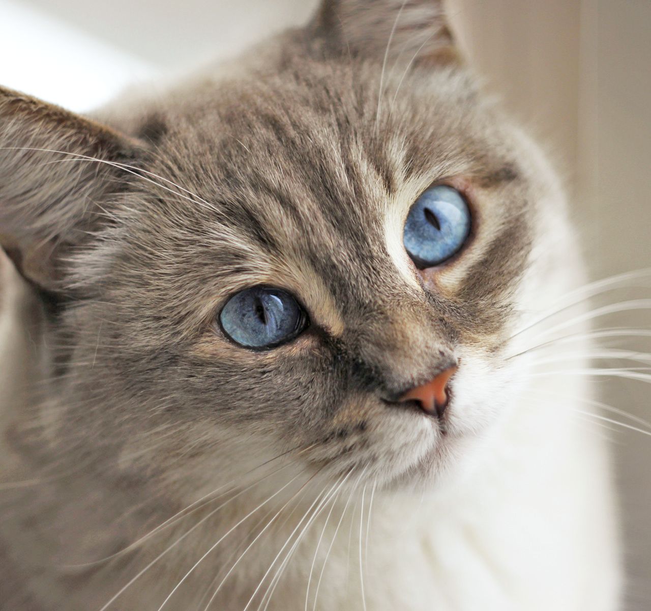 Cat &amp; Kitten Care Articles | PetSmart