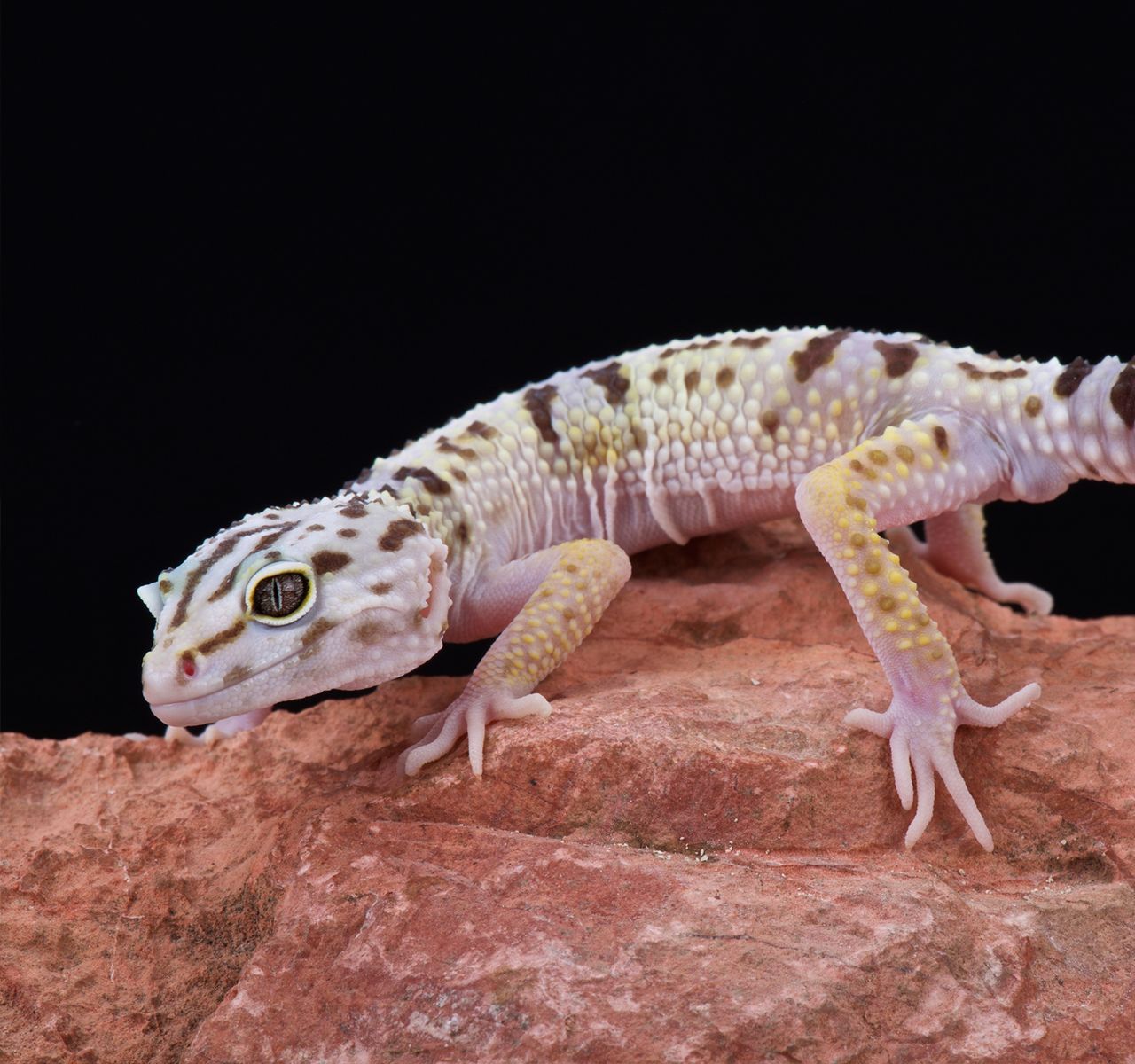 High Contrast Tangerine Pastel Tremper By Boston Leopard Geckos