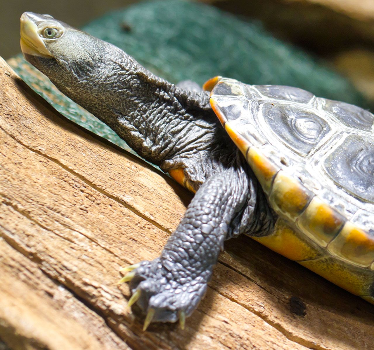 How to Take Care of an Aquatic Turtle: Habitat & Food