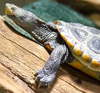 How To Clean A Turtle Tank Or Tortoise Habitat Petsmart,Cucumber Martini Recipe