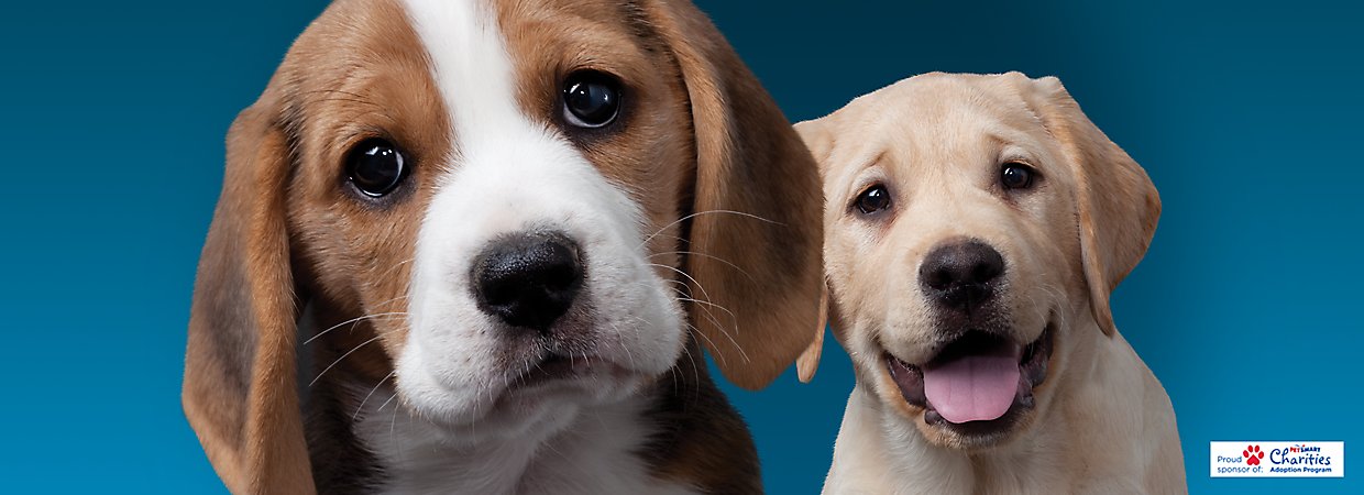 Authority® Dog Food, Puppy Food & Treats | PetSmart
