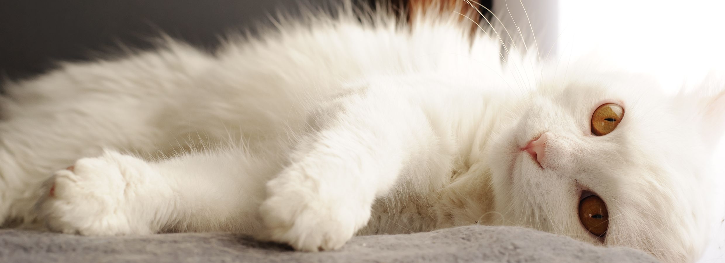 deshedding treatment for cats