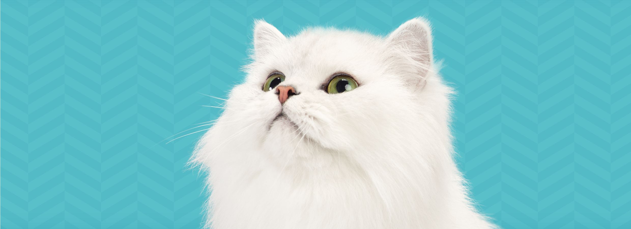 Fancy feast cheap white cat