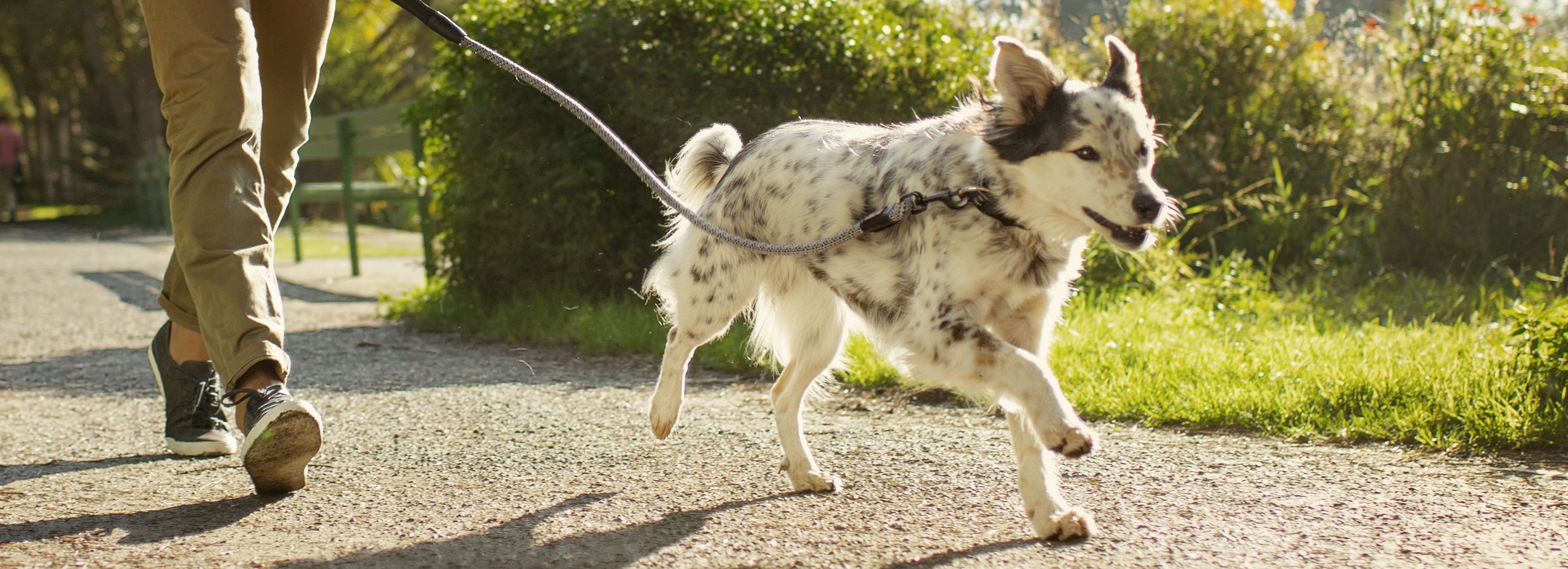 petsmart purina one sensitive system