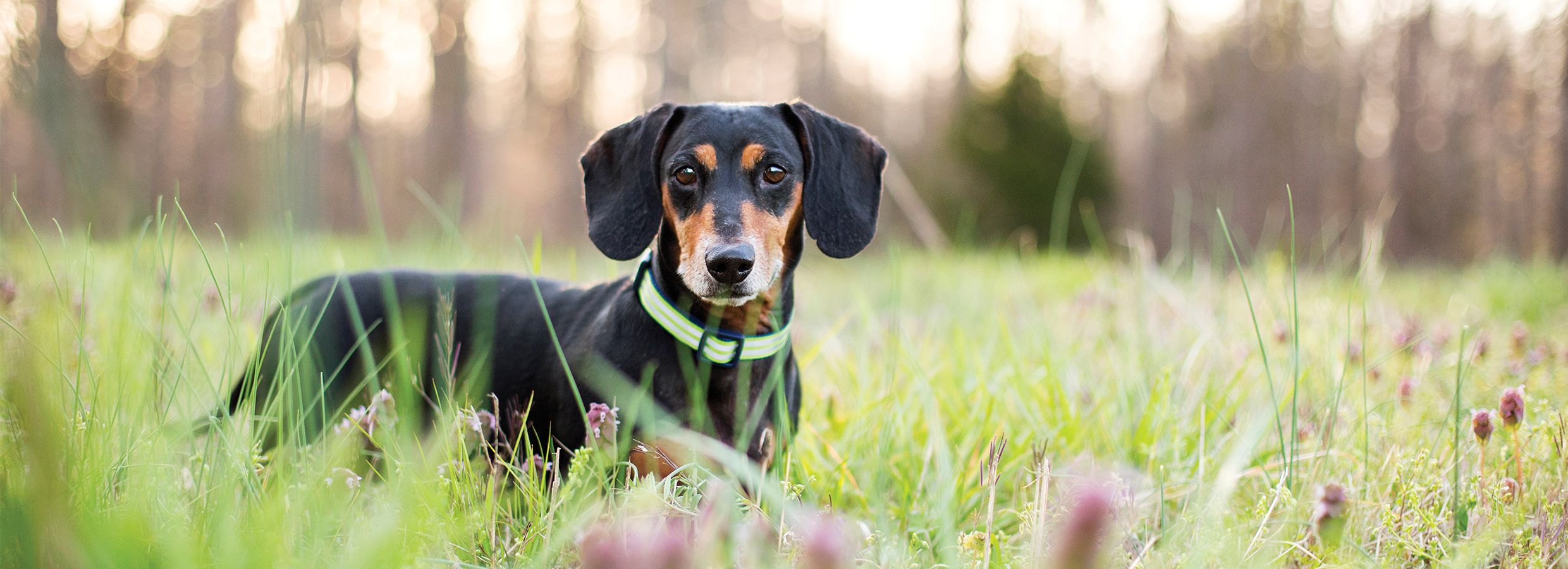 Dentley's best sale dog bones