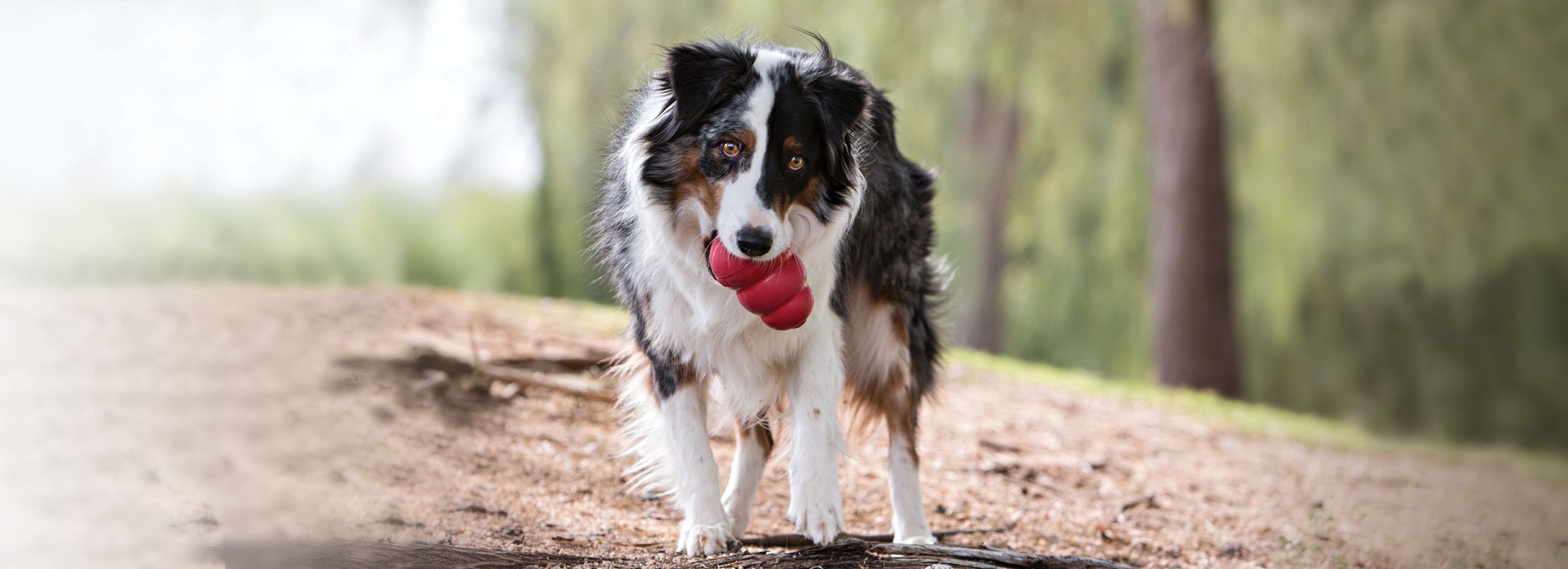 Kong Senior Dog Toy: 3 Sizes / CHEAPER THAN CHEWY!