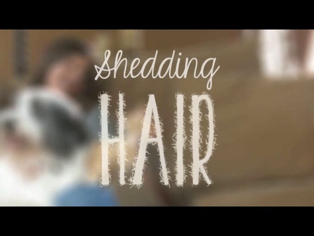 petsmart deshedding treatment review