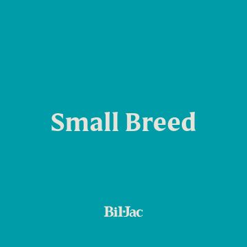 Small breed dog with blue background