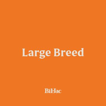 Large breed dog with orange background