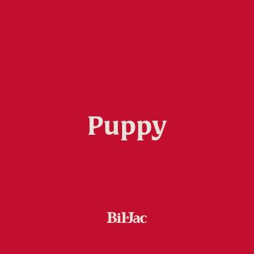 Puppy with red background