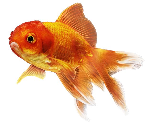 Petsmart goldfish clearance price