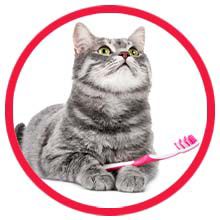 Healthy Cat