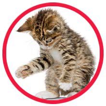 Playful Cat
