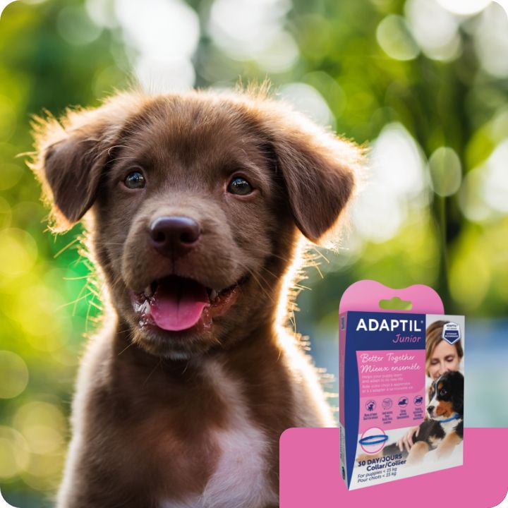 Adaptil spray petsmart hotsell