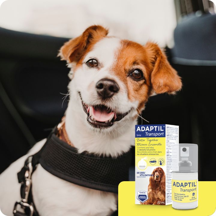 ADAPTIL Dog Calming Collars Sprays Diffusers for Stress Relief PetSmart Canada