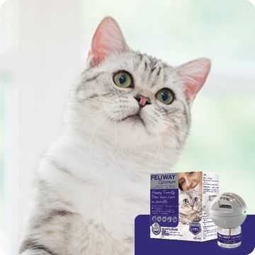 grey cat