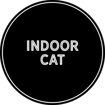 Indoor Cat