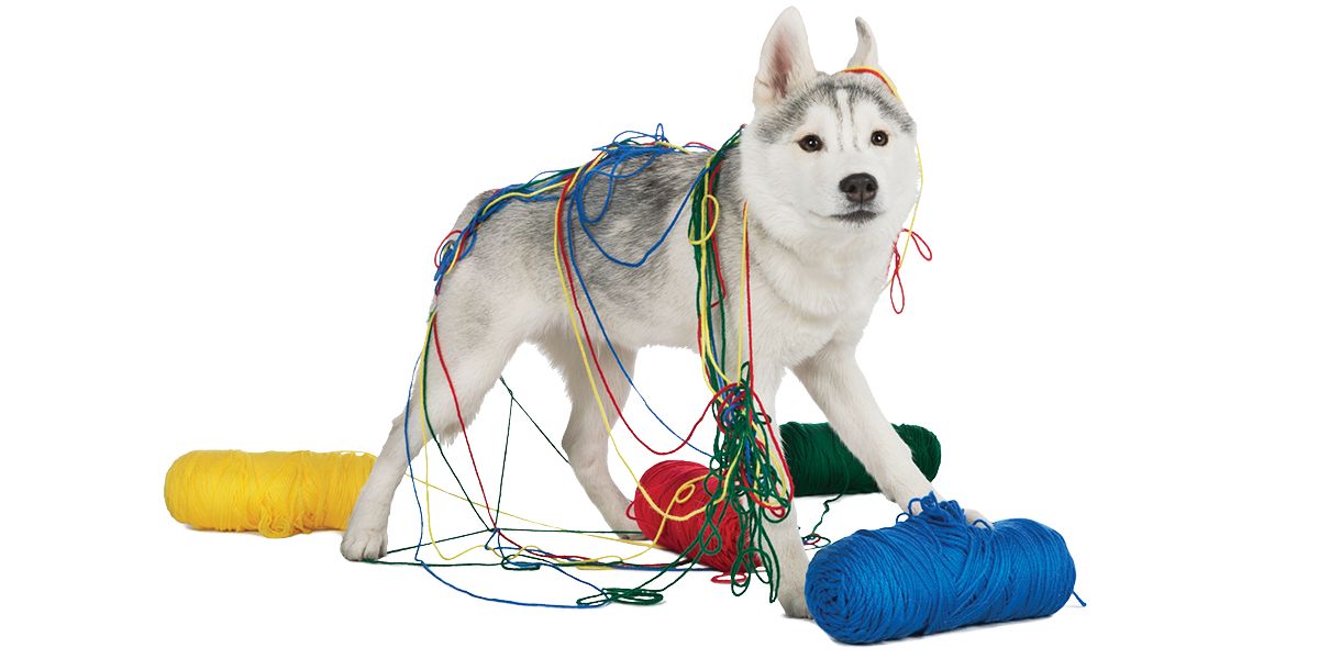 Joyhound Suction Cup Dog Toy - Rope & Tug Toys for Dogs