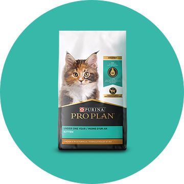 Purina pro plan focus kitten best sale dry food