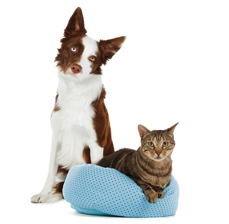 Pet Tunnel Toys for Cats Kitty Kitten Kavolet 4 Way Cat Tunnels for Indoor Cats Collapsible Cat Tube Puppy 