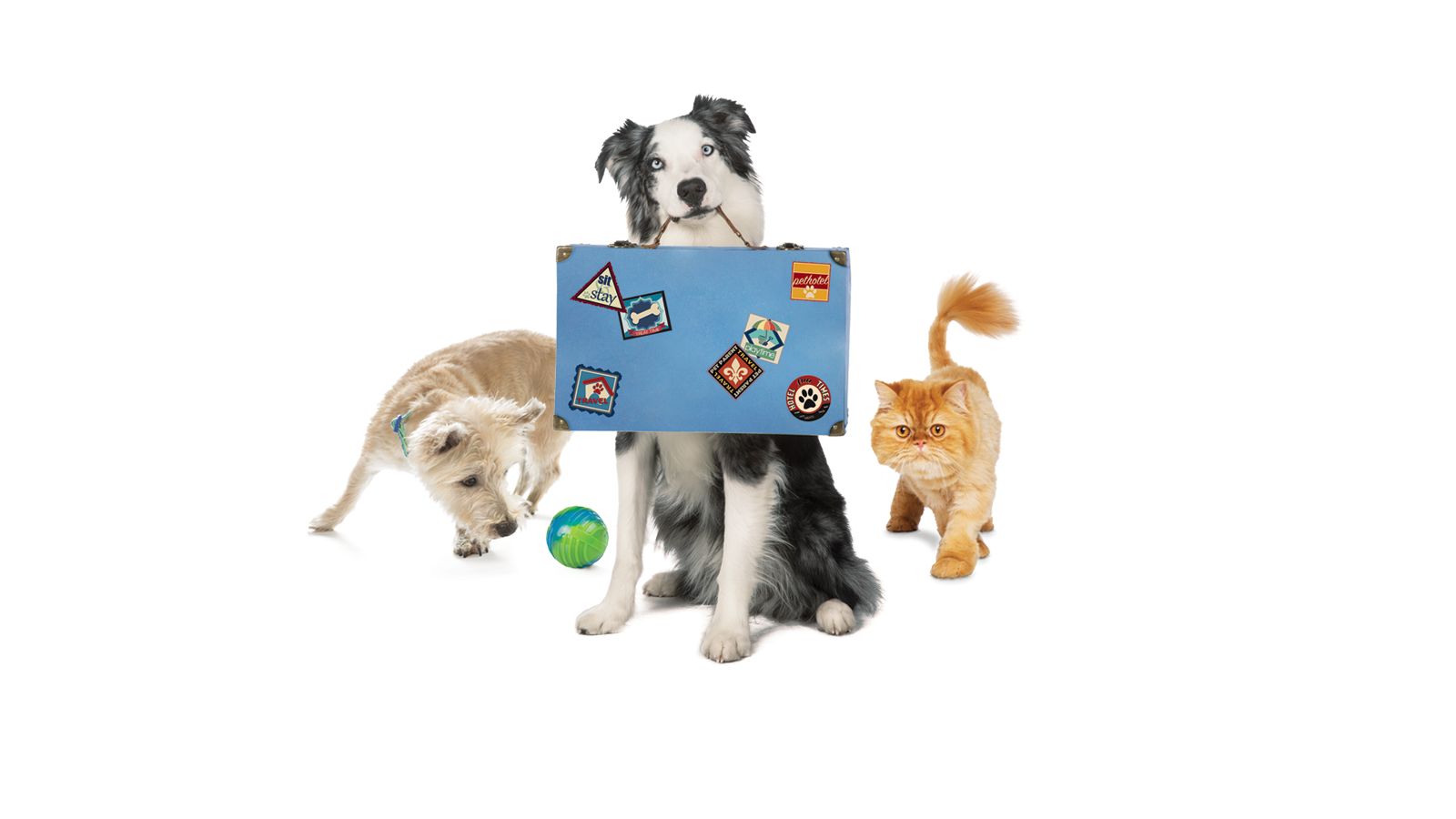 Mobile App PetSmart®